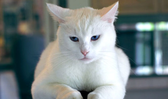 VegNews.Cat