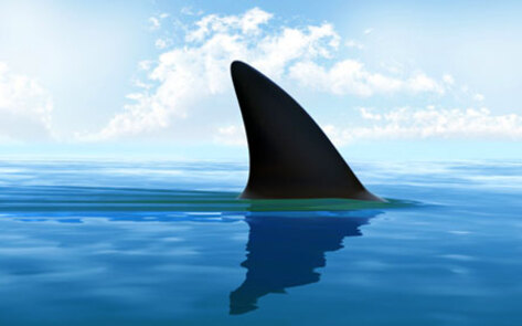 Toyota Called Out for Involvement in "Monster Shark" Hunt