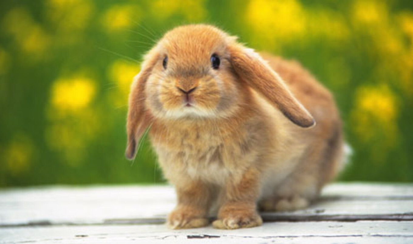 No More Rabbit Meat, Says Whole Foods Market