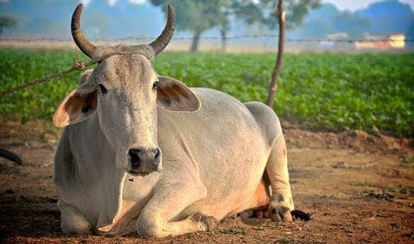 Cow Becomes National Animal of Nepal