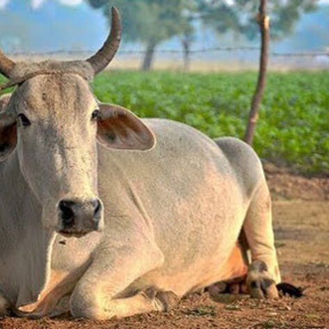 Cow Becomes National Animal of Nepal