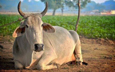 Cow Becomes National Animal of Nepal