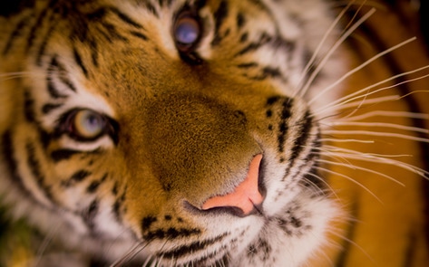 275th City in Spain Vote to Ban Animal Circuses