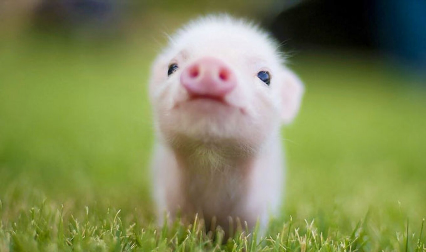 Study Finds Veganism Is the Only Way to Save the Planet