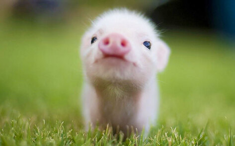 VegNews.BabyPiglet