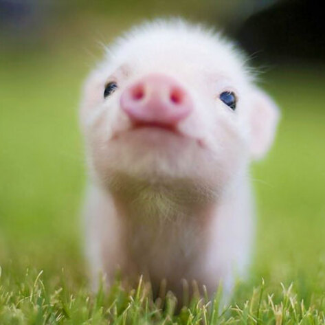VegNews.BabyPiglet