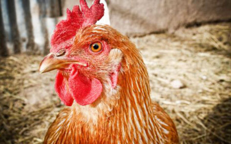 Lab-Grown Chicken Breast Coming to a Plate Near You