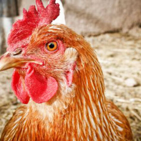 Lab-Grown Chicken Breast Coming to a Plate Near You