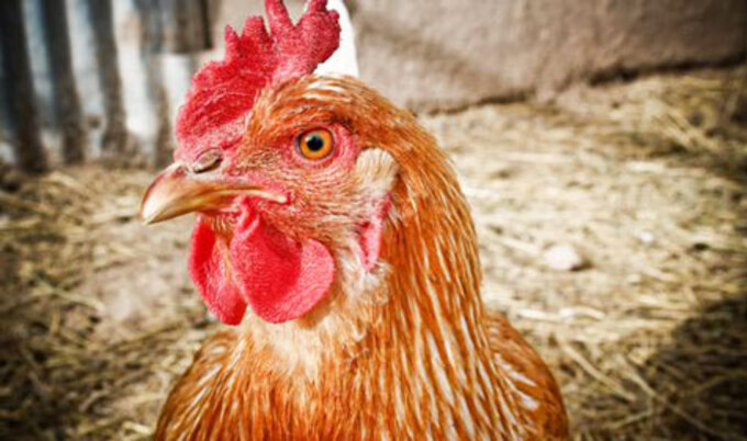 VegNews.Chicken