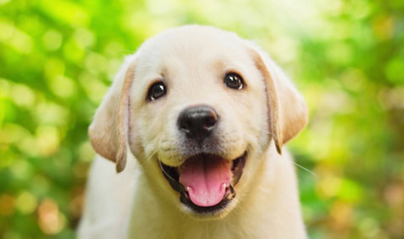 5 Things You Can Do This Spring to Help Animals