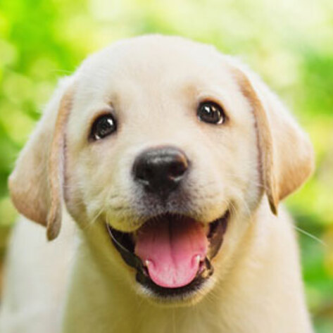 VegNews.DogHappy