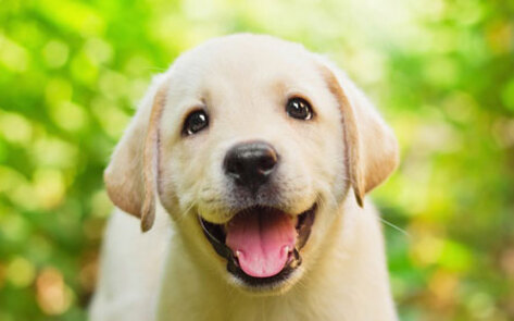 VegNews.DogHappy