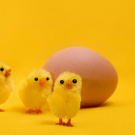 Hatchery Horror Story