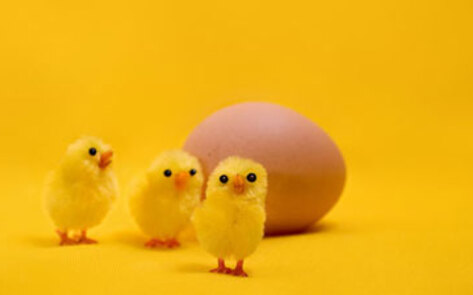 Considering Cage-free