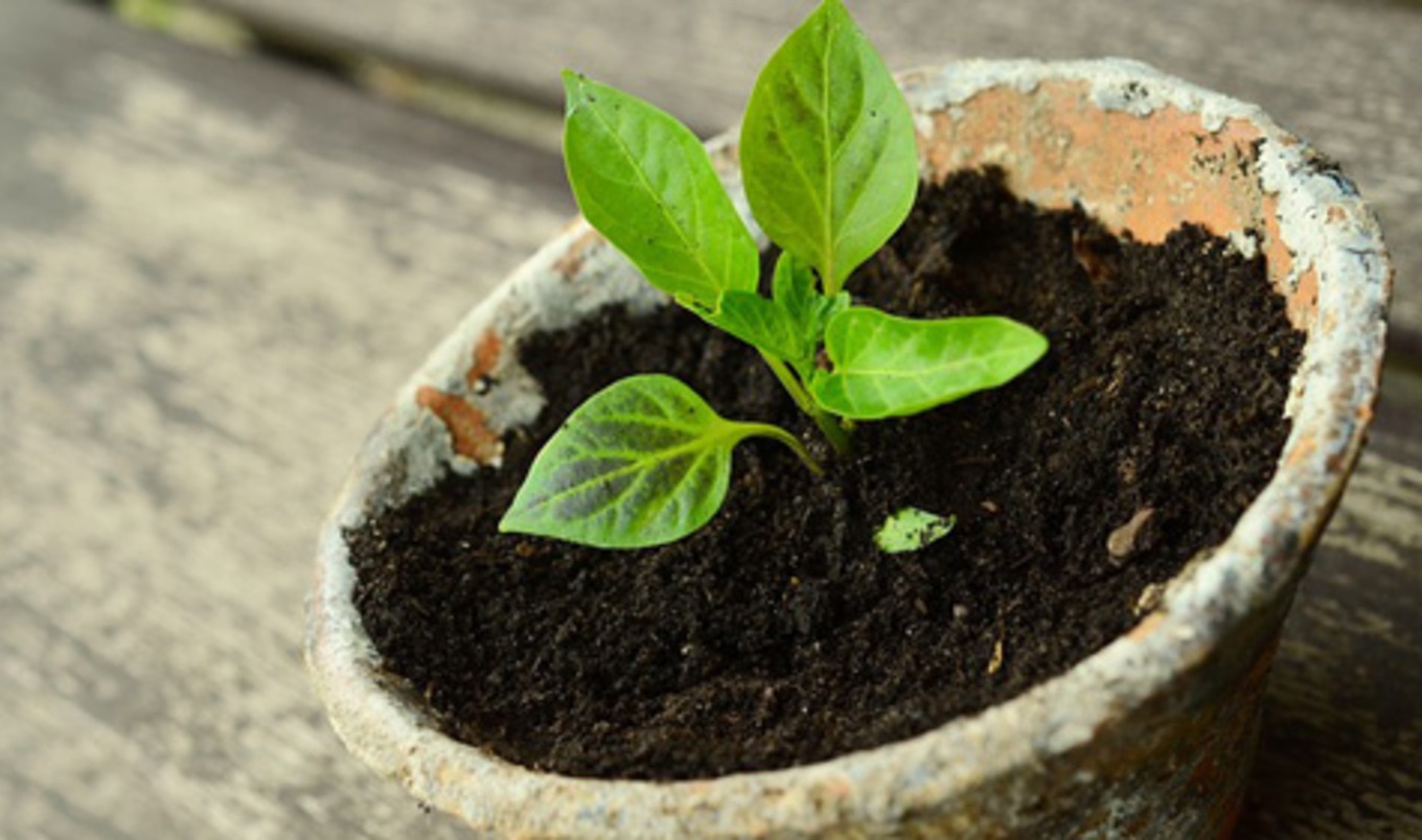 New Discovery: Plants Can Power Smartphones