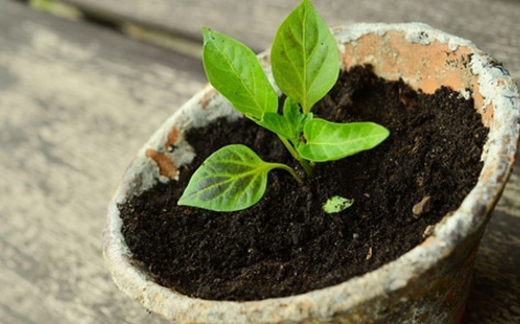 New Discovery: Plants Can Power Smartphones