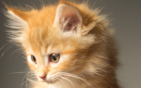 Texas Gets First Vegan Cat Café