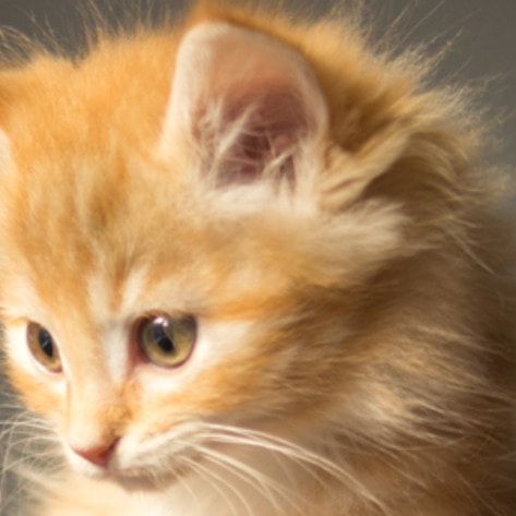 Texas Gets First Vegan Cat Café