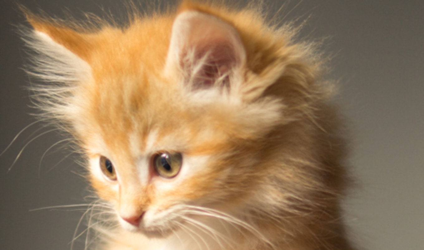 Texas Gets First Vegan Cat Café