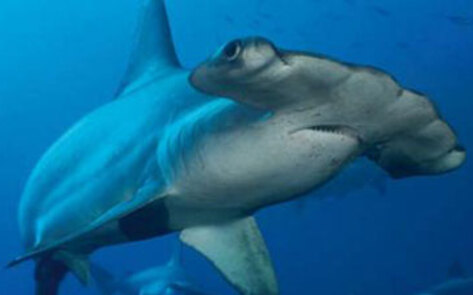 Food Network Ditches Shark Meat