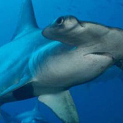 Sharks Face Extinction