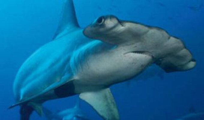 shark-conserv
