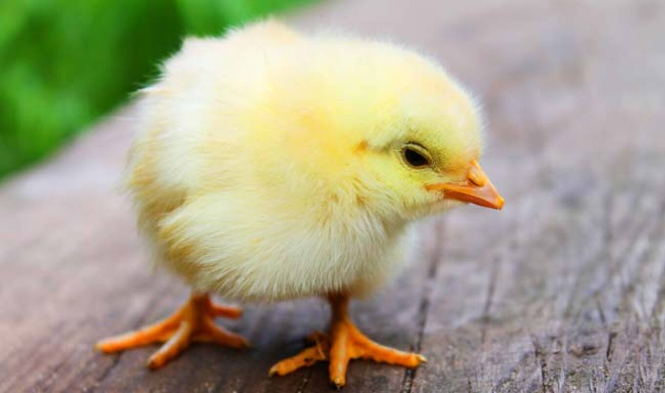Japanese Students Create Eggless Chick-Producing Egg
