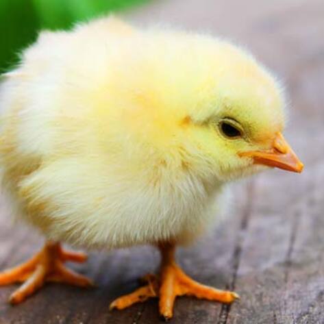 Japanese Students Create Eggless Chick-Producing Egg