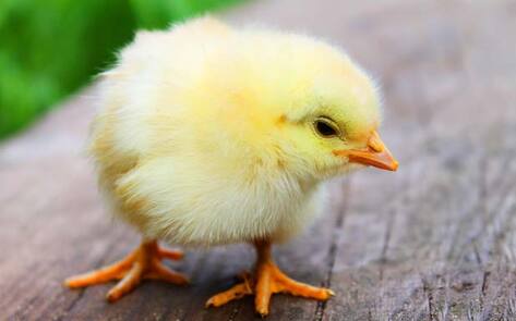 UK Google Search for "Vegan Easter Egg" Surges