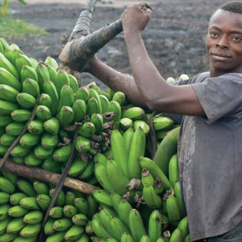 Planet.Bananas.LG
