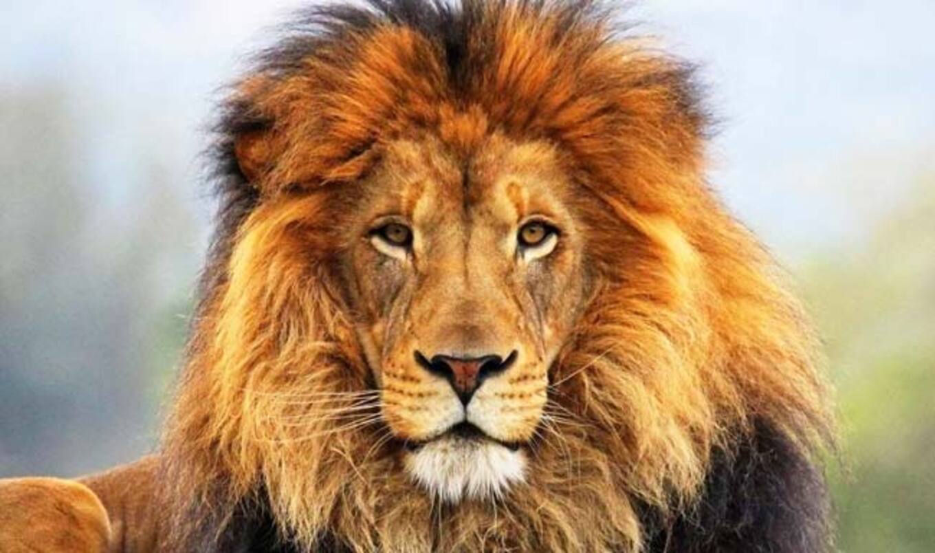 Bipartisan Bill Launched to Ban Wild Animal Circuses