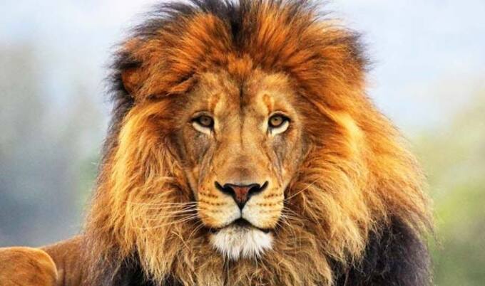 VegNews.Lion