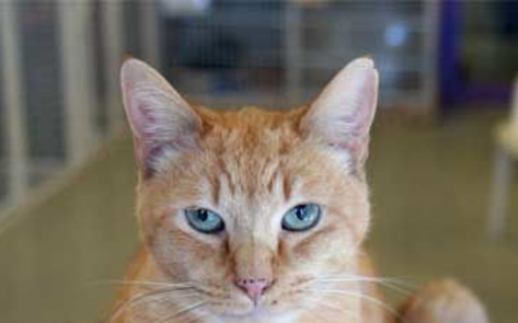 Compassionate Credit Card