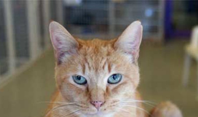 VND. orange cat