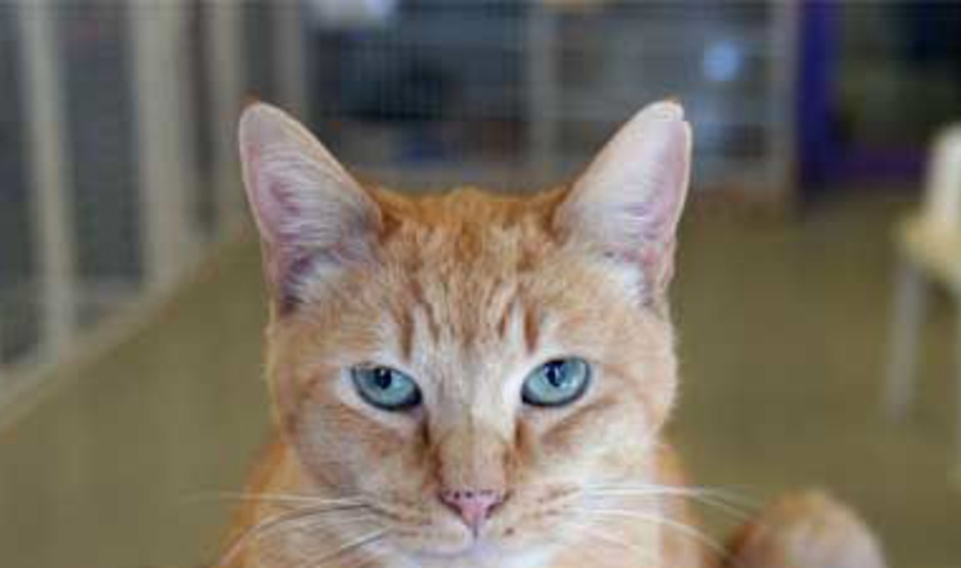 Compassionate Credit Card