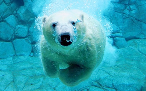 New Virtual Reality Aquarium Exhibit Spares Animal Lives