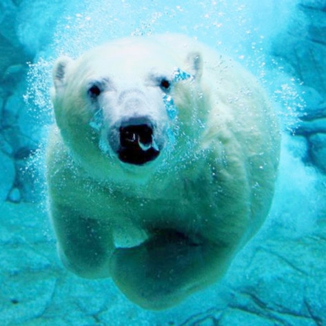 New Virtual Reality Aquarium Exhibit Spares Animal Lives