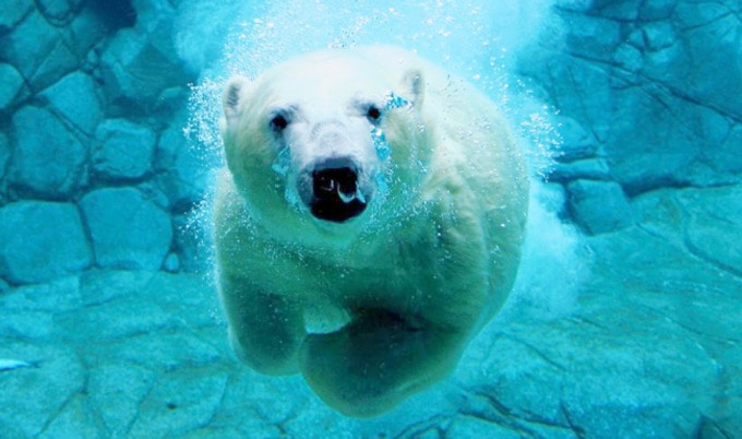 VegNews.PolarBear