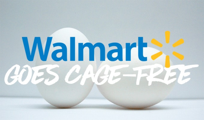 VegNews.WalmartEgg