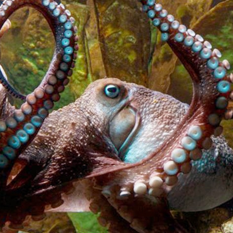 Octopus Escapes New Zealand Aquarium, Finds Freedom