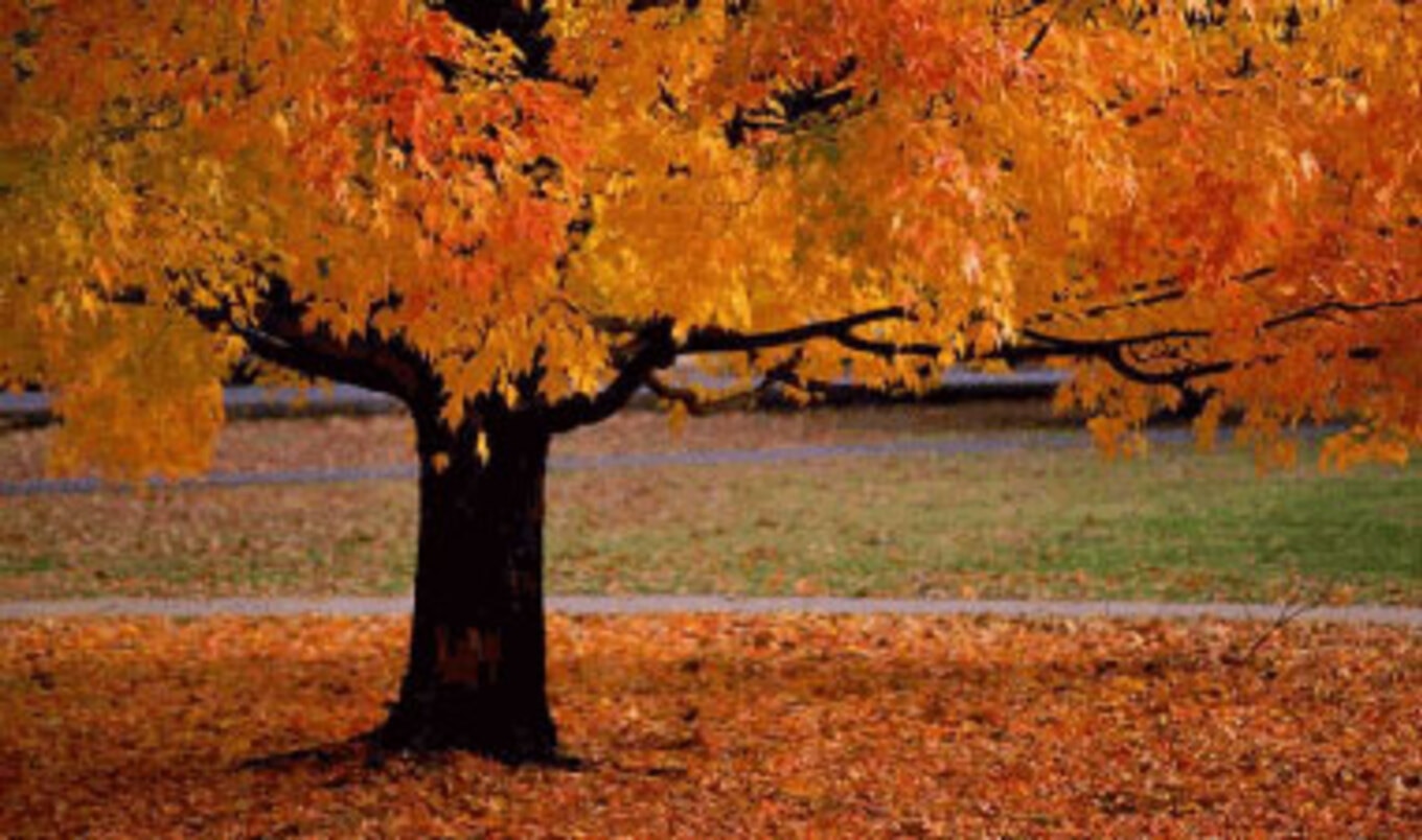 Synthetic Trees, Clean Air VegNews
