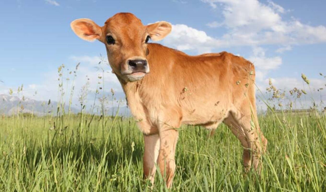 Trendsetter Says Veganism is Here to Stay