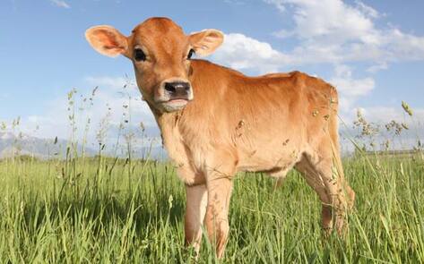 VegNews.Cow2