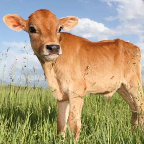VegNews.Cow2