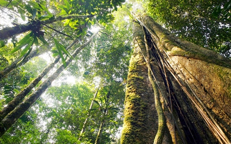 World Could Thrive Without Deforestation by Going Vegan
