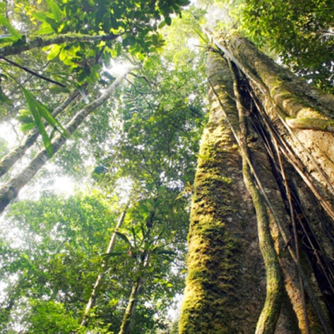 World Could Thrive Without Deforestation by Going Vegan