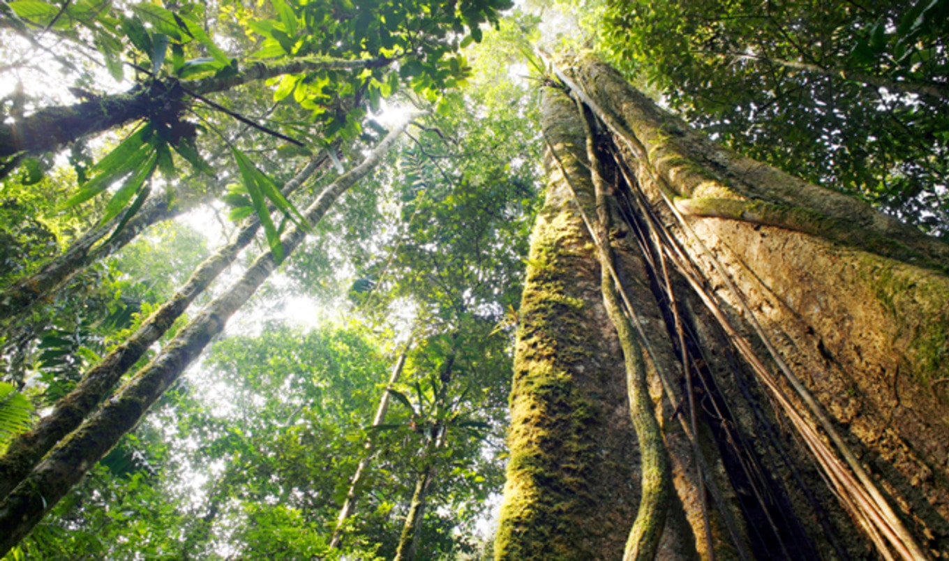 World Could Thrive Without Deforestation by Going Vegan