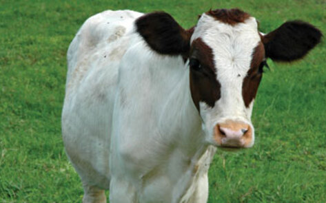 USDA Explains Recent Meatless Monday Snafu