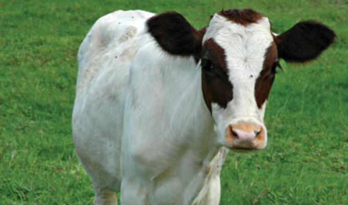VND.cow.InField.LG