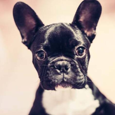 Vegan Dog Food Brand CEO Dares Purina and Pedigree Execs to Eat Their Own Products&nbsp;